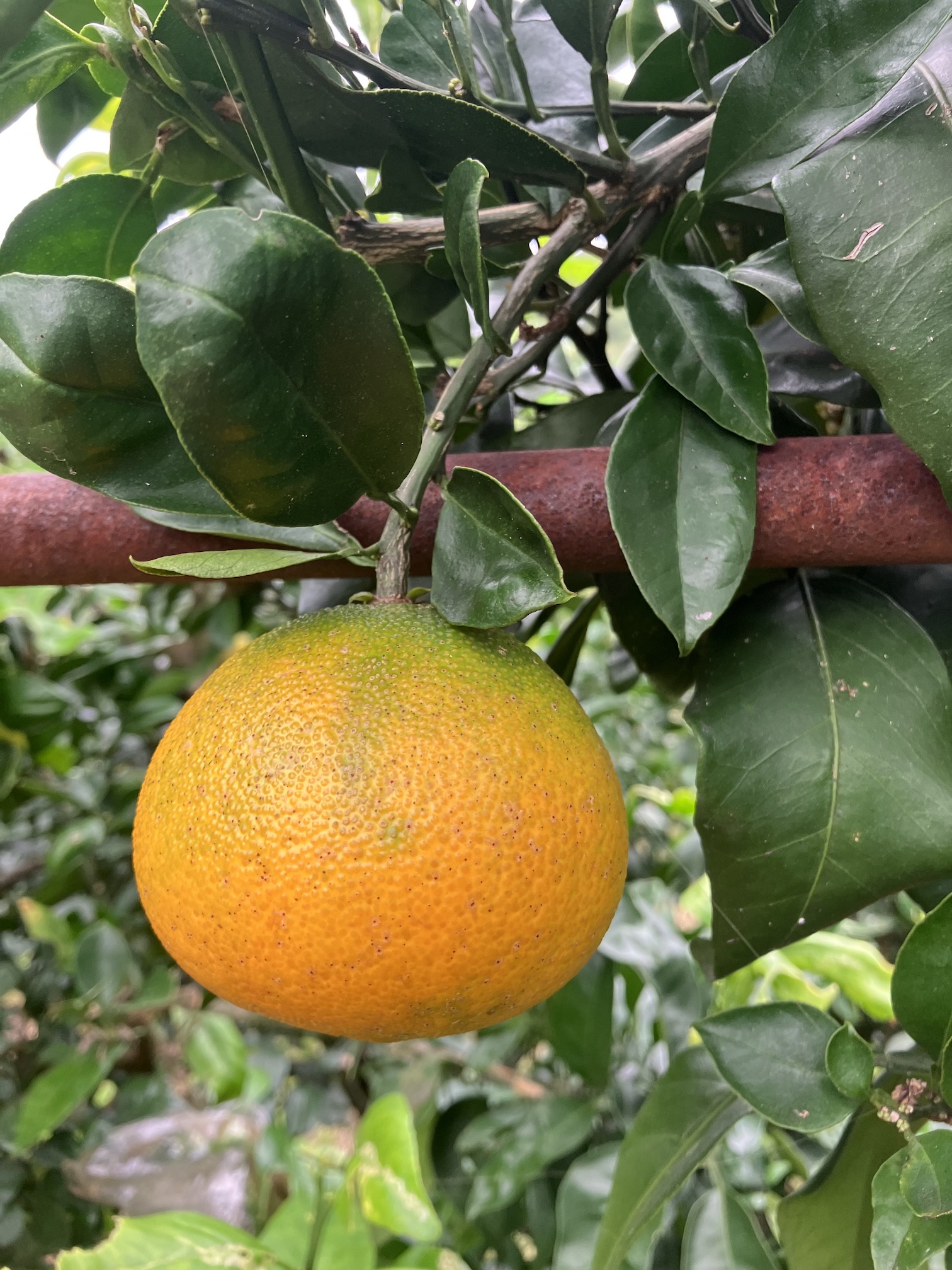 この子だけは守らなければ🍊🧑‍🌾