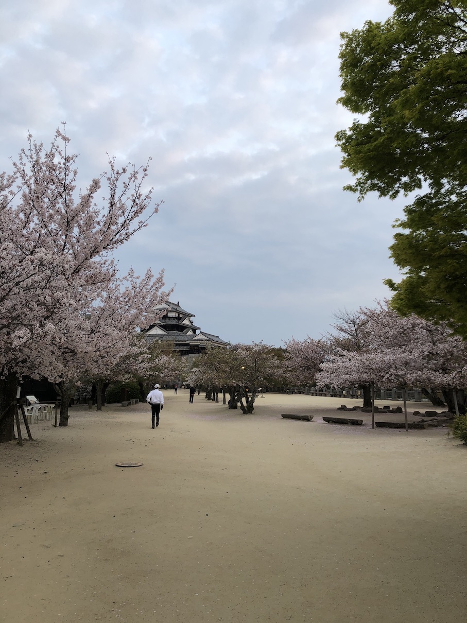 桜の満開宣言