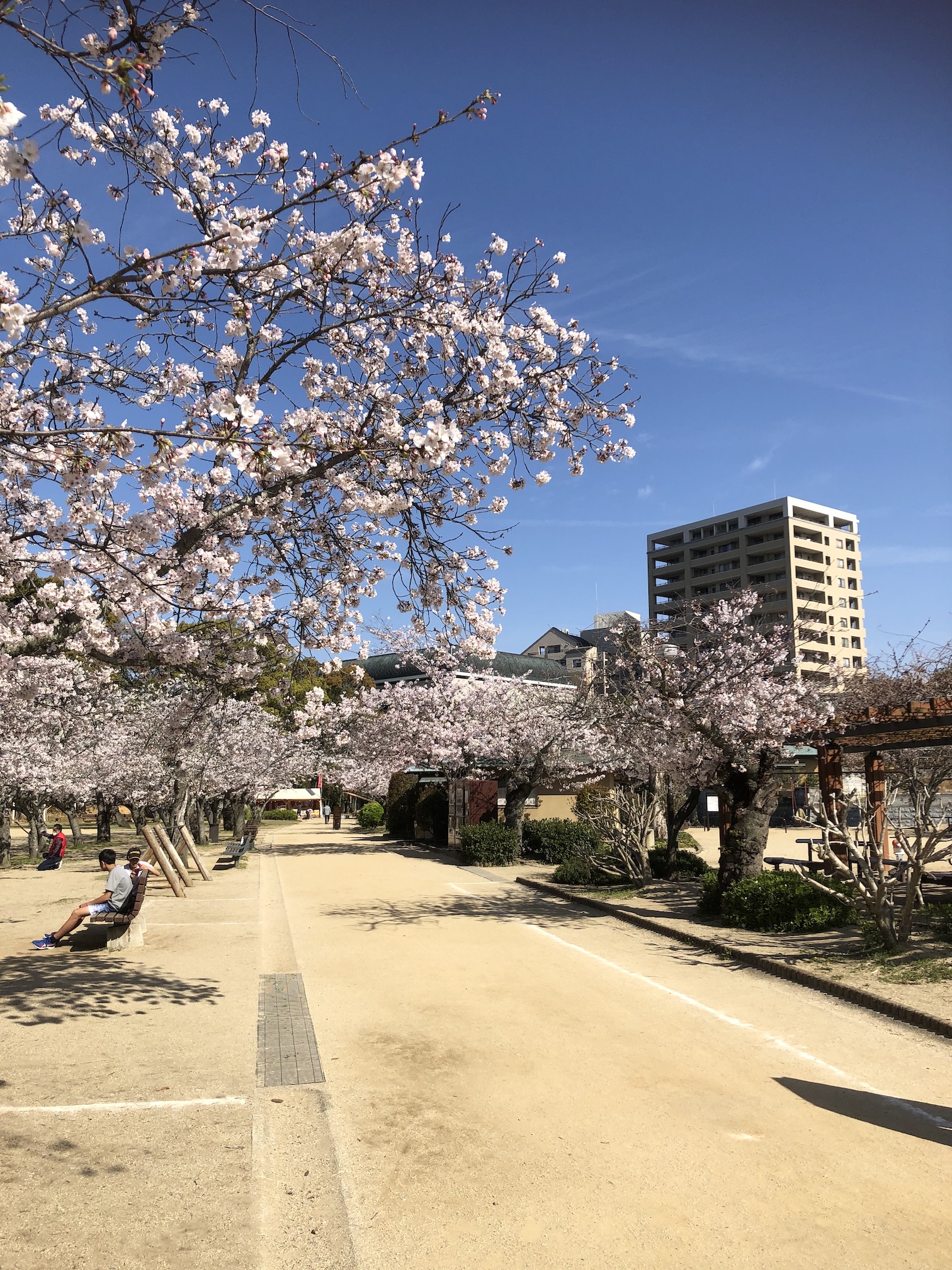 桜も満開間近🌸✨