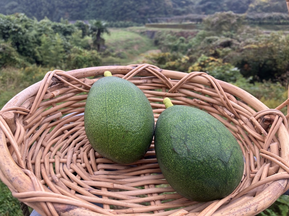 今年もシーズンに🥑