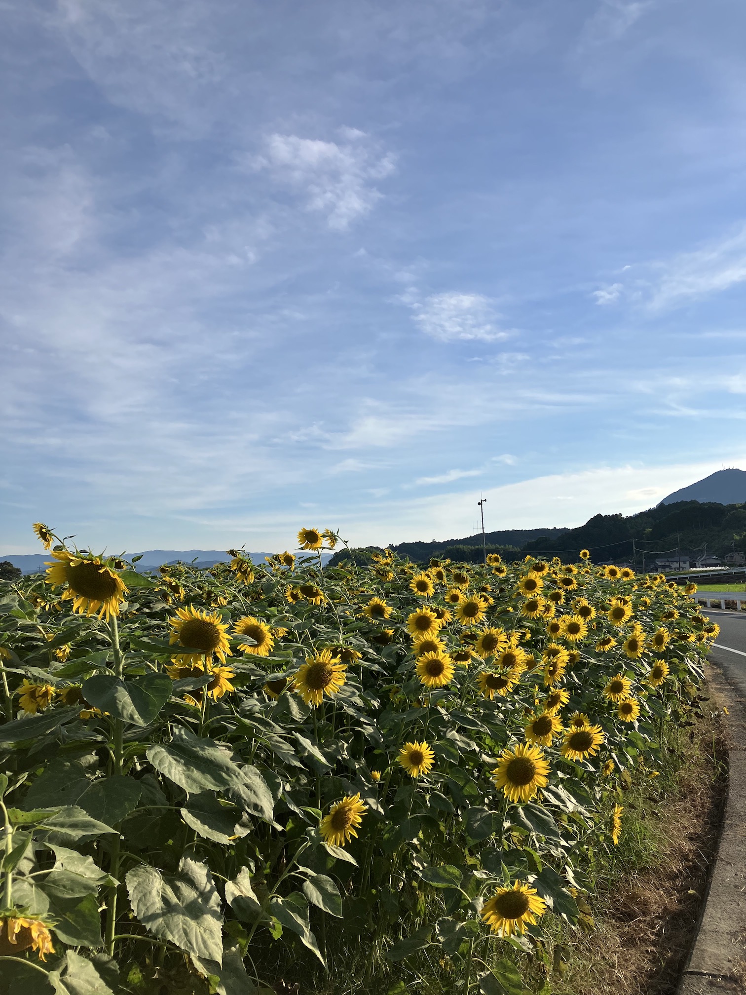 暑さに負けない姿に🌻
