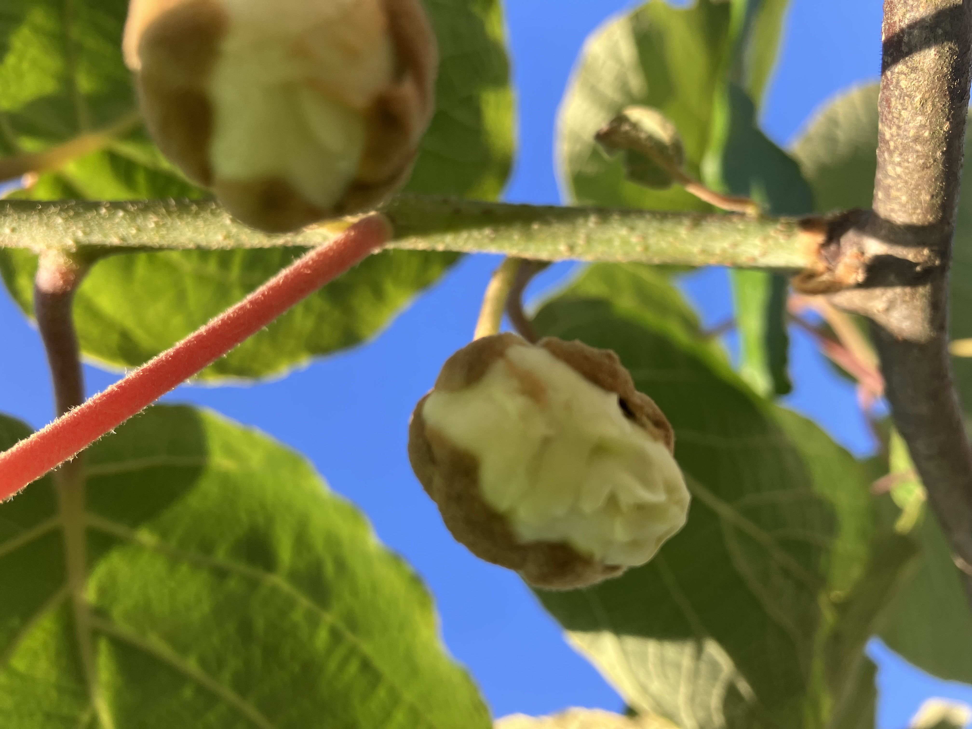 蕾が張り裂けそう🥝🧑‍🌾