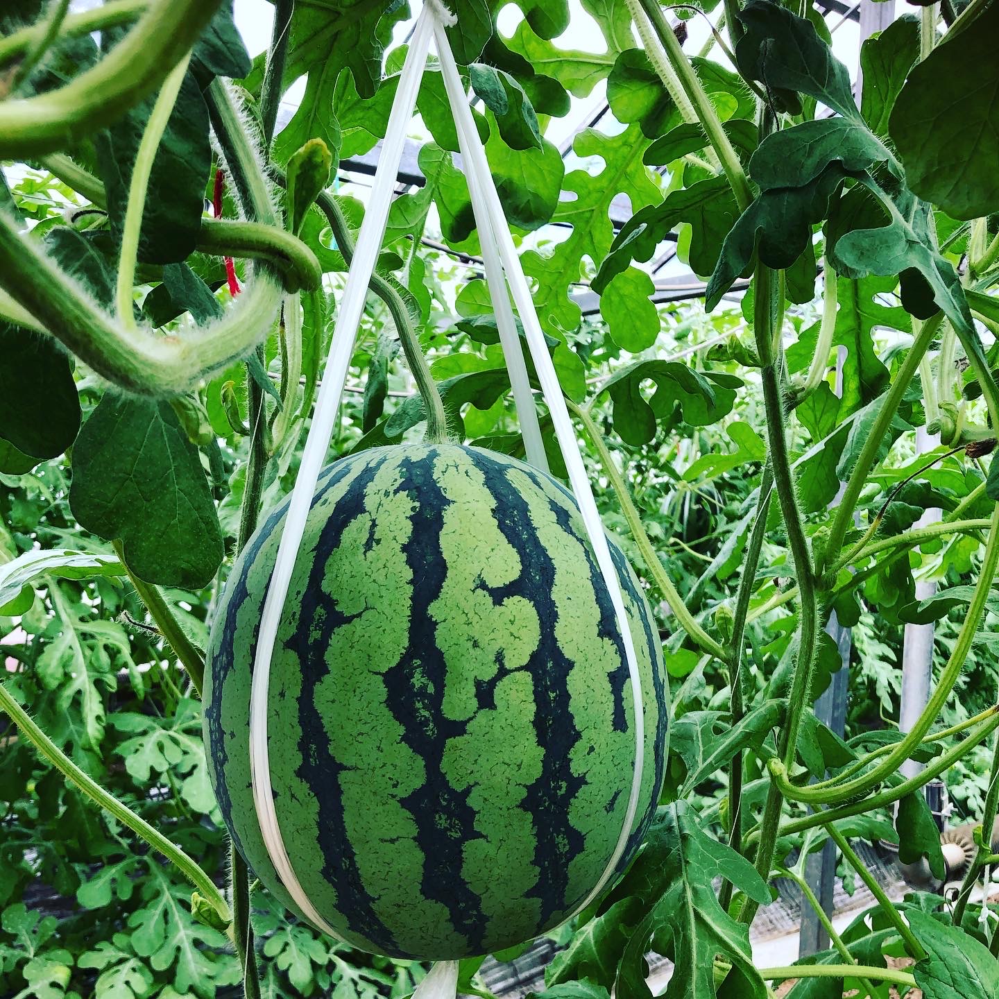 春のアンテナスイカ販売中🍉📡