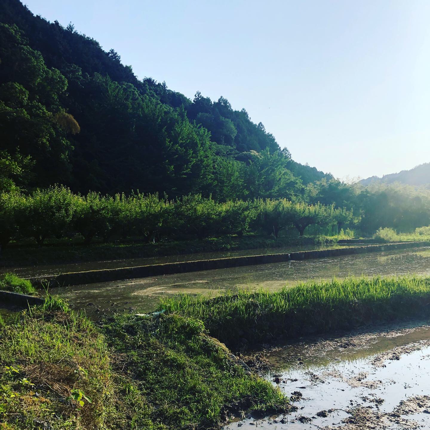 田植えの季節