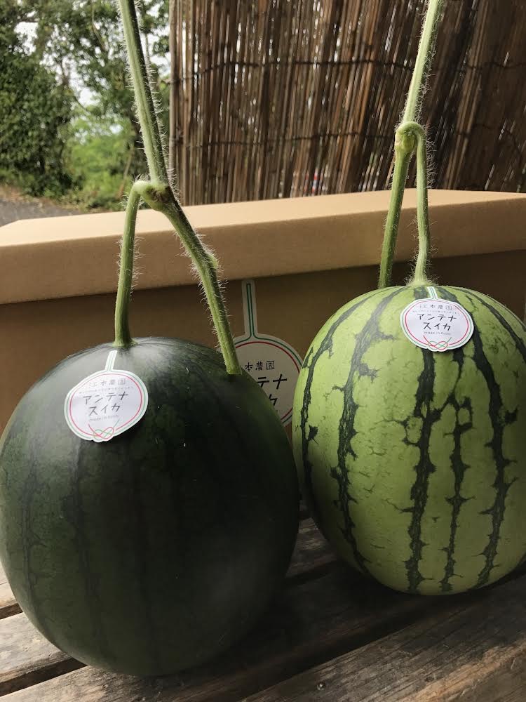 スイカの食べ比べ🍉✨