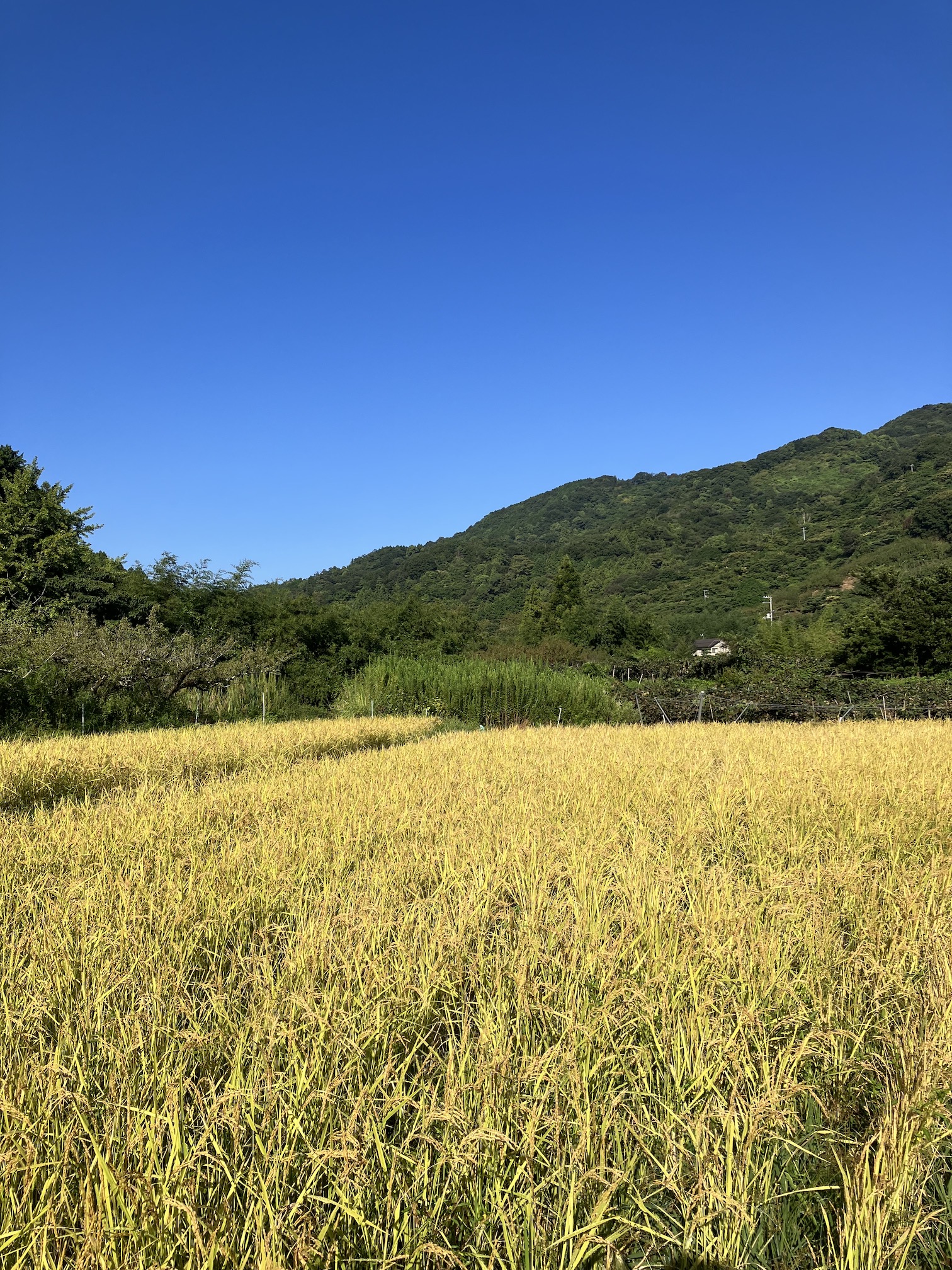 今日から稲刈り🌾🚜