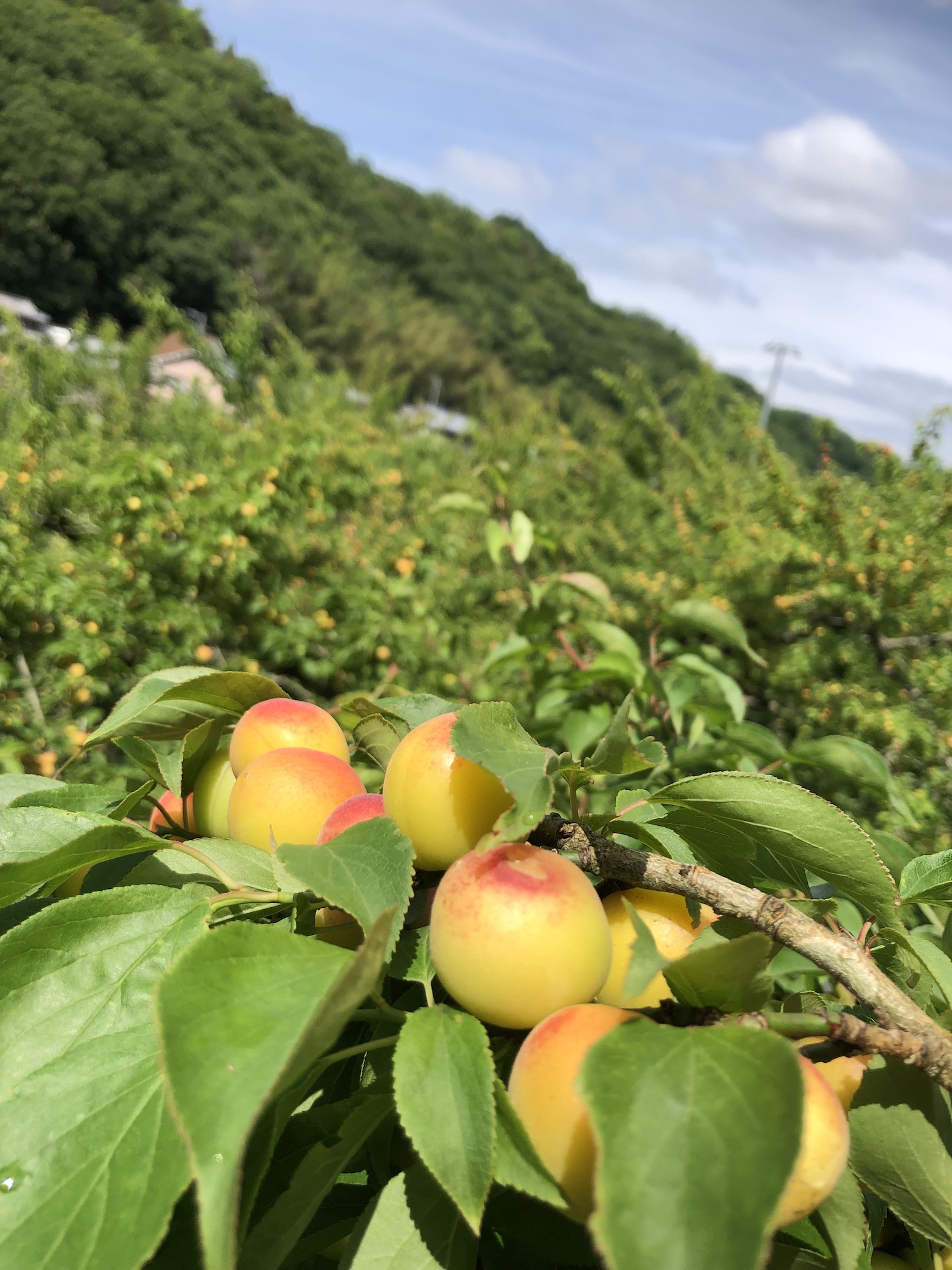 明日から本格的に収穫スタート🧑‍🌾✨