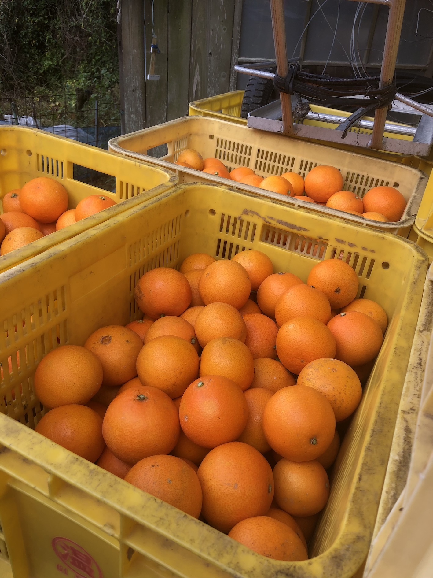 今期は豊作で🧑‍🌾🍊