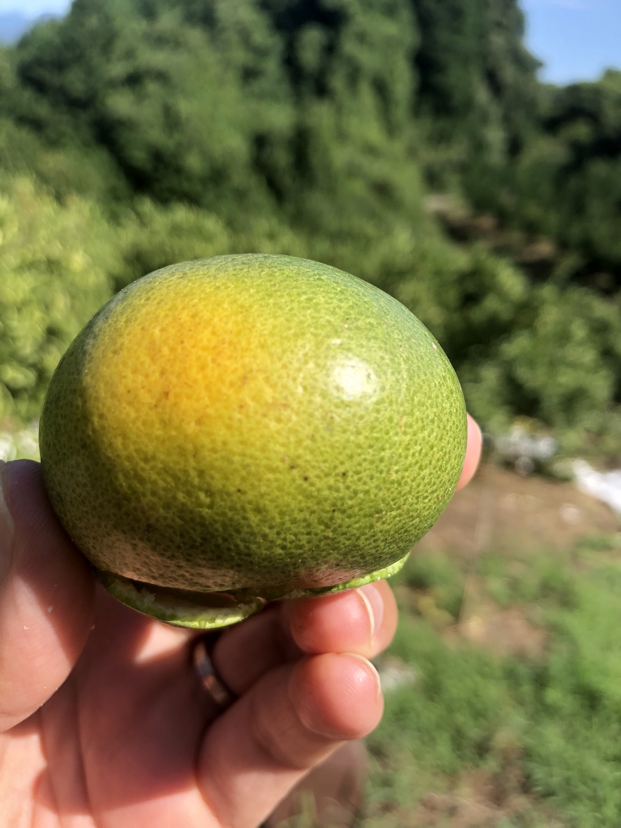 みかんのお味が好評です^^