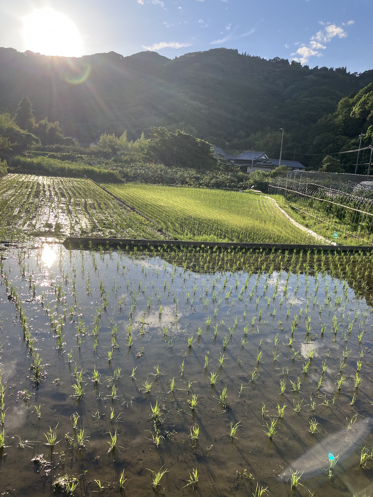 夕暮れの田んぼ🌇🧑‍🌾