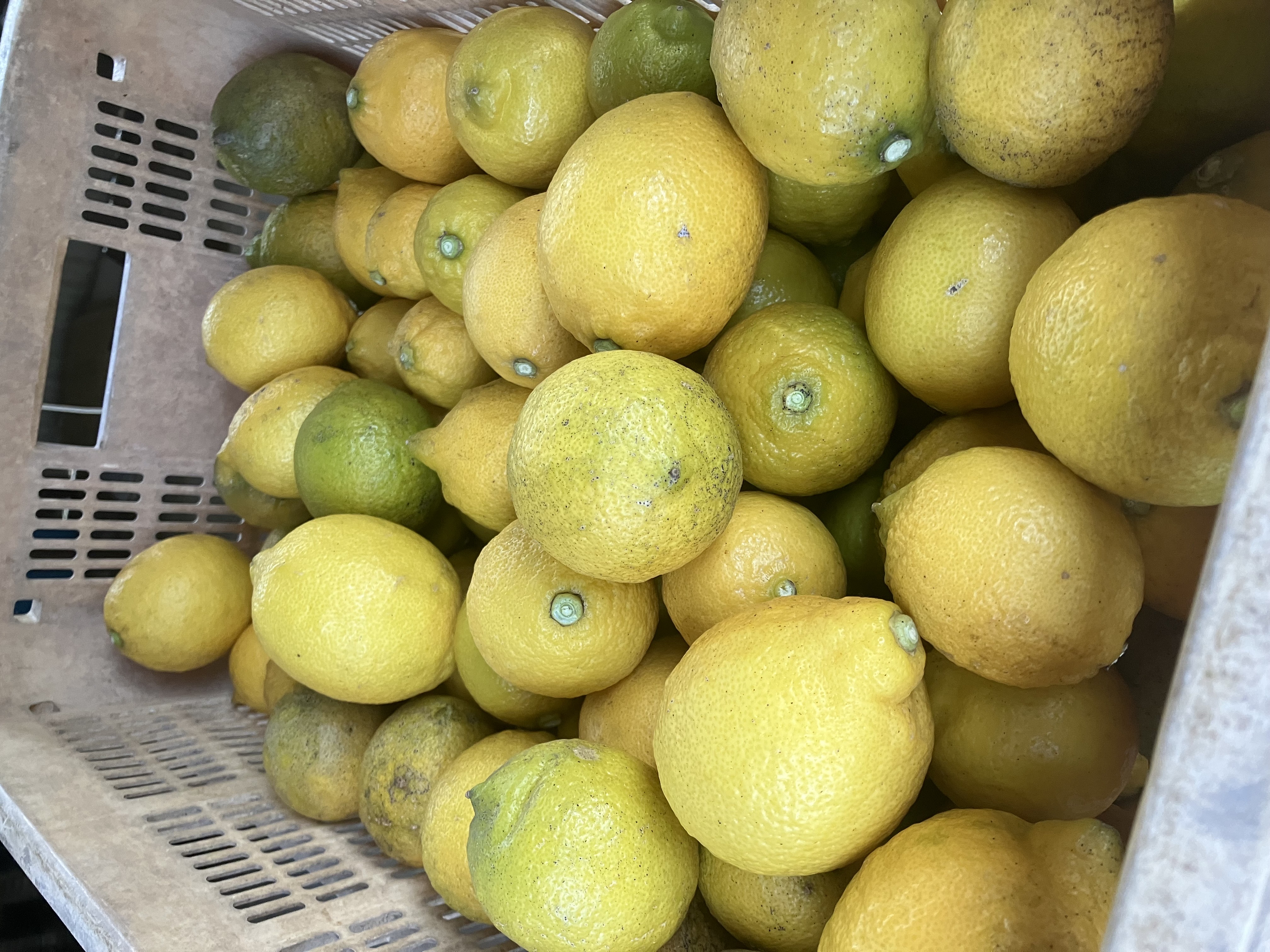 レモン残り僅かとなりました🍋