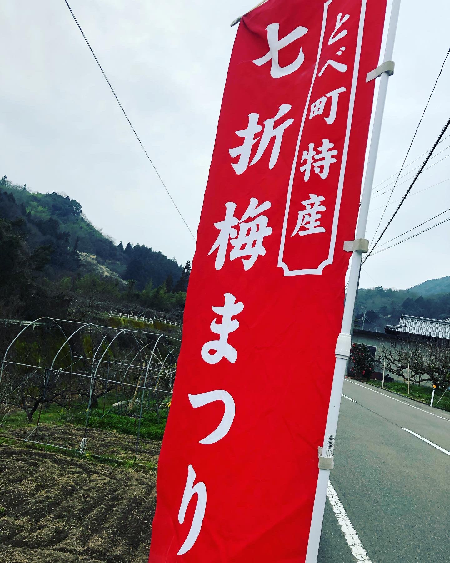 本日から七折梅まつり！