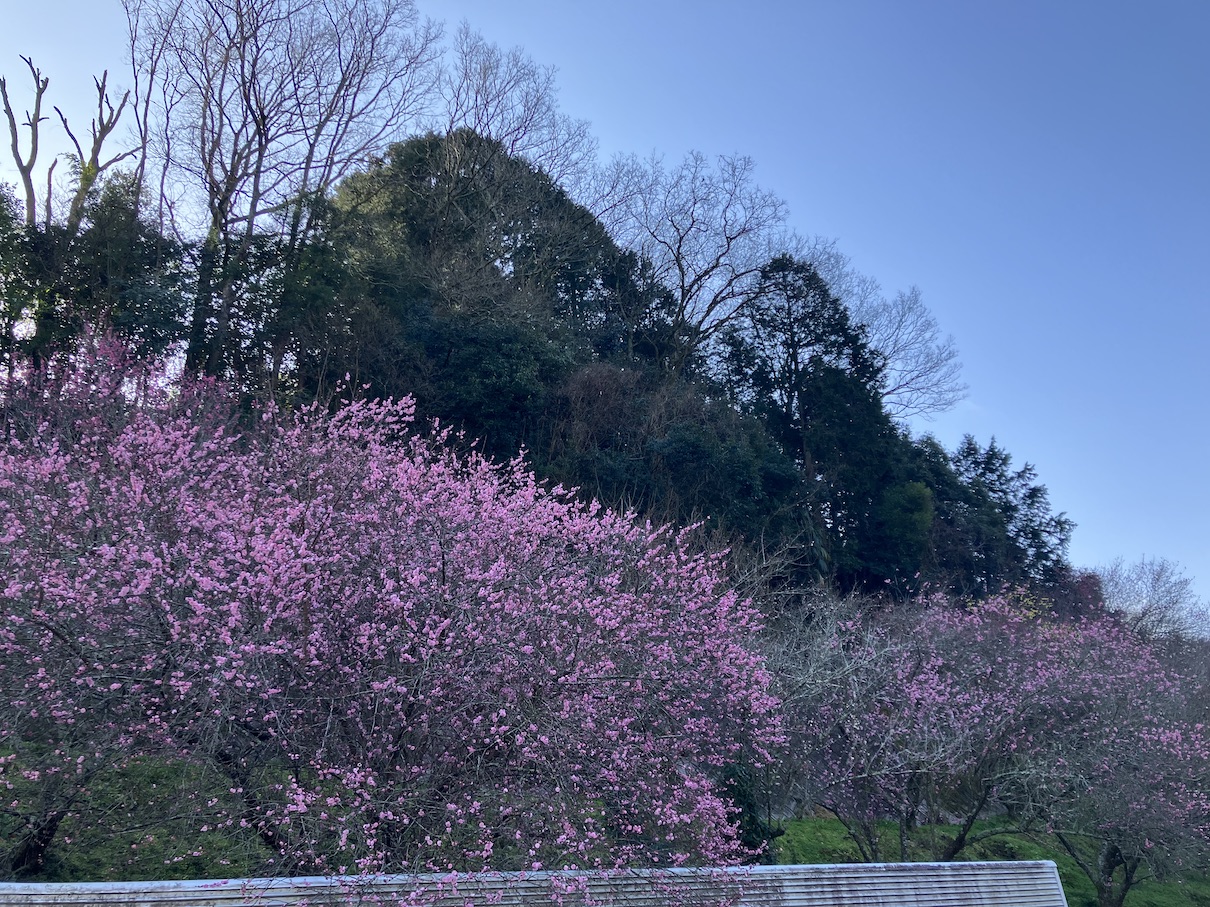 車が多いと思ったら🌸