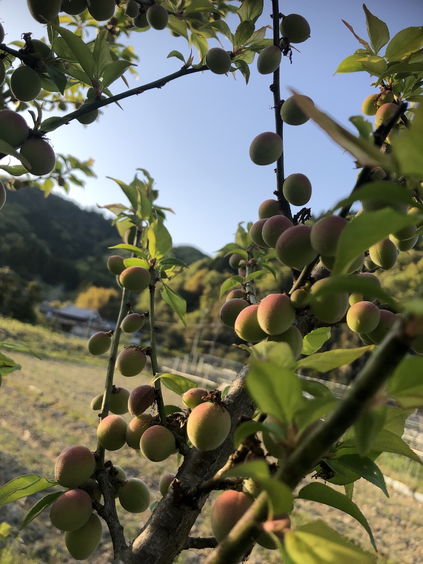 梅が大きくたくさん✨