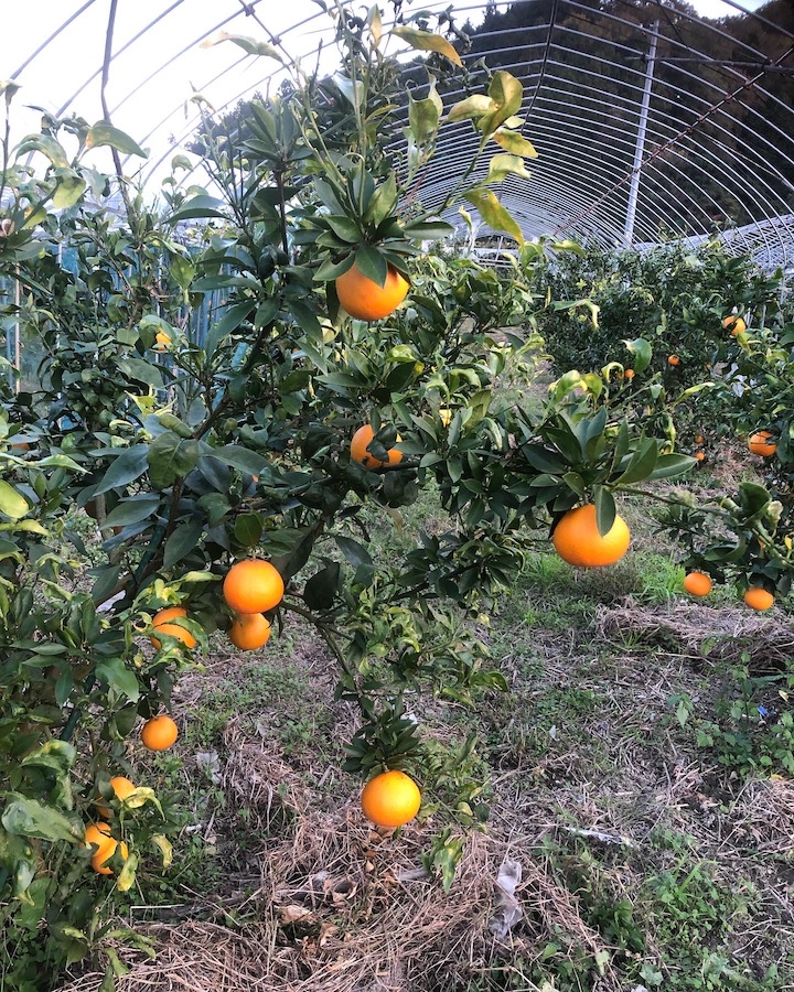 お問い合わせが増えてきました🍊🧑‍🌾
