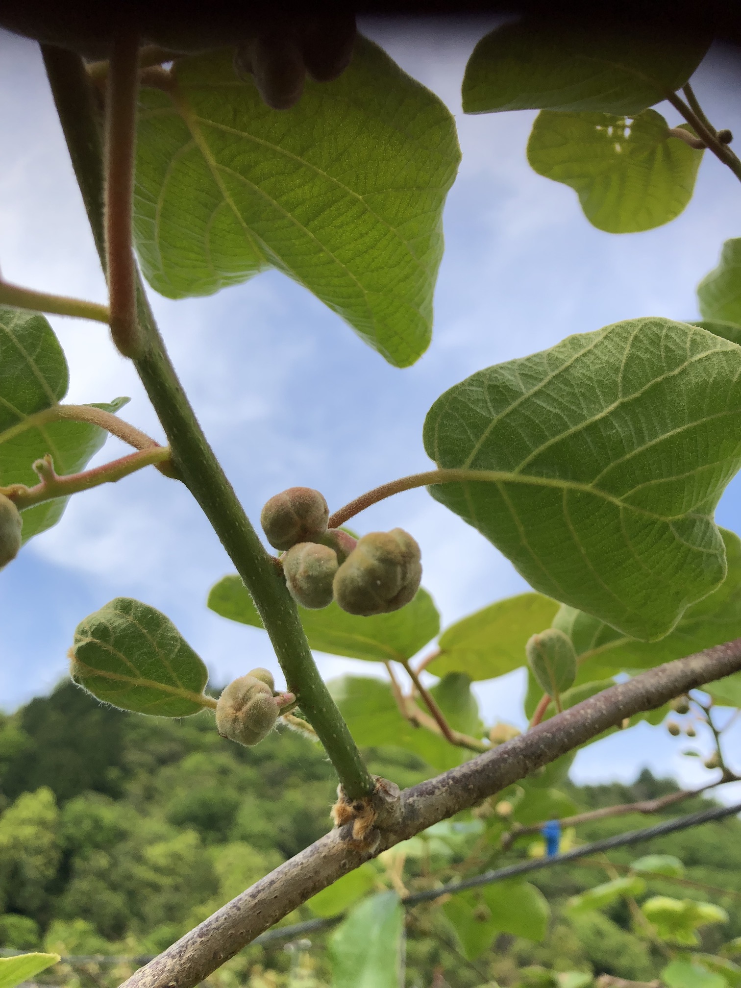 ボチボチ始めました🥝