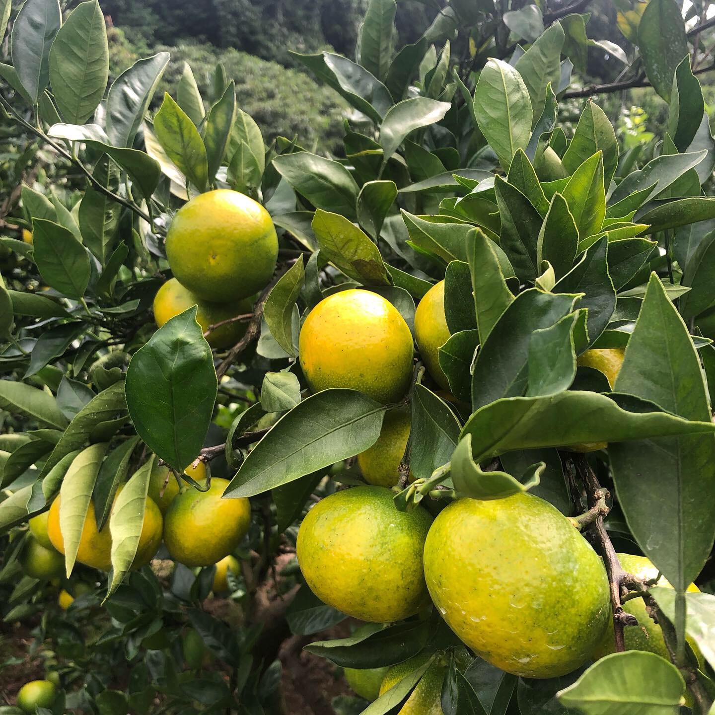 極早生みかん色づいてきましたー！！