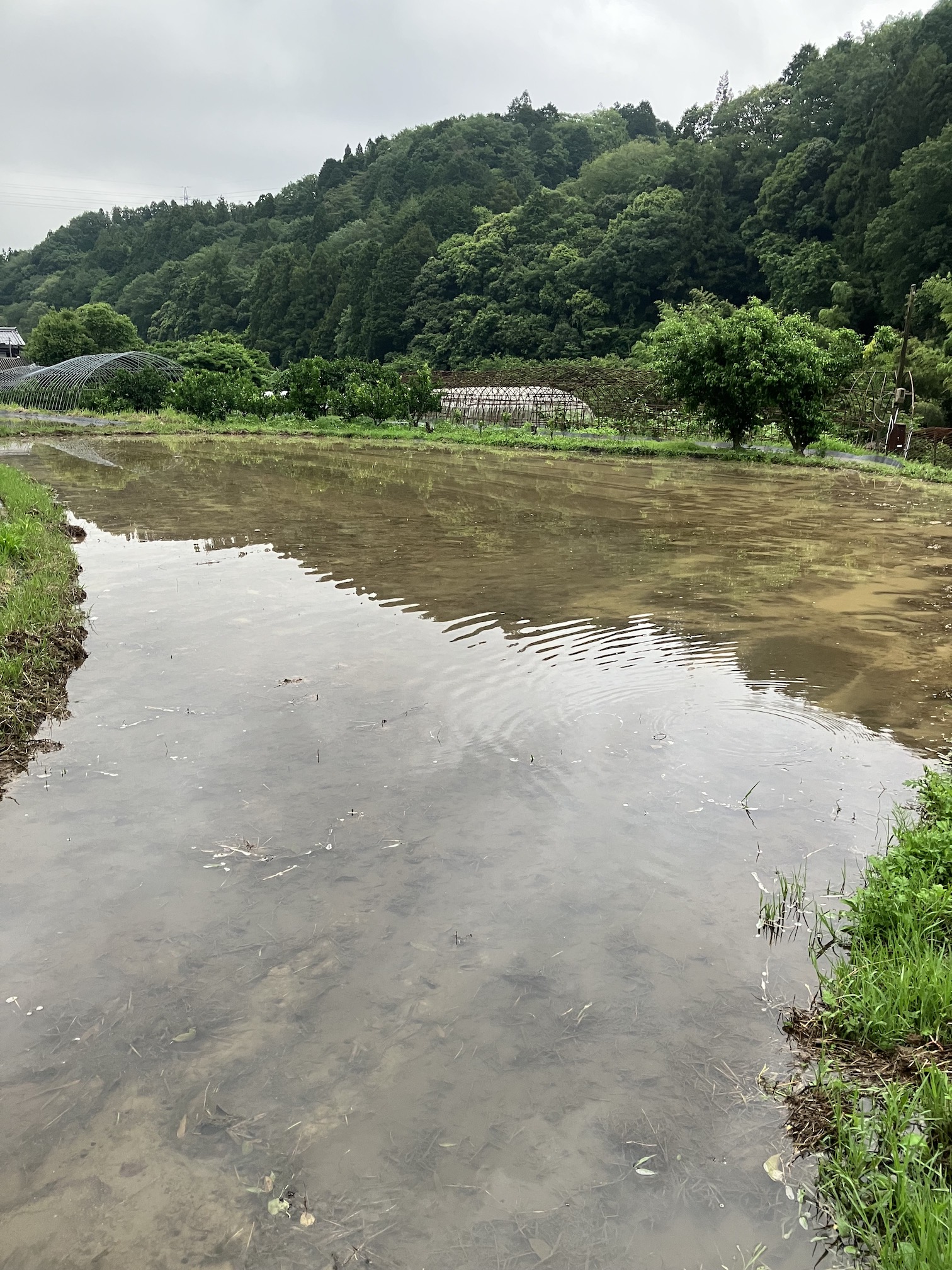 今シーズン最後の代掻き🧑‍🌾
