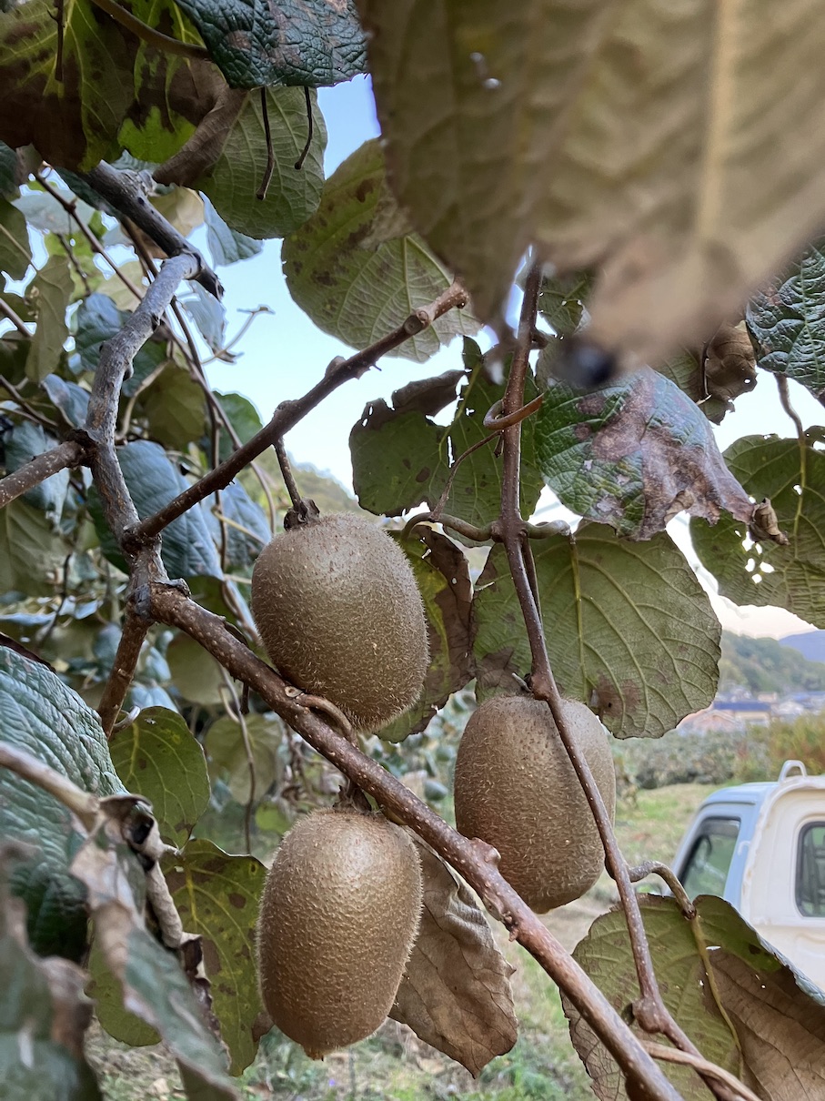 キウイフルーツの販売開始致しましたー🥝