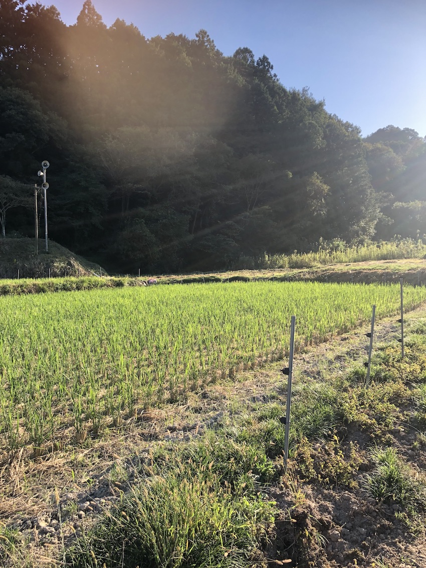 稲刈りからはや1ヶ月🌾