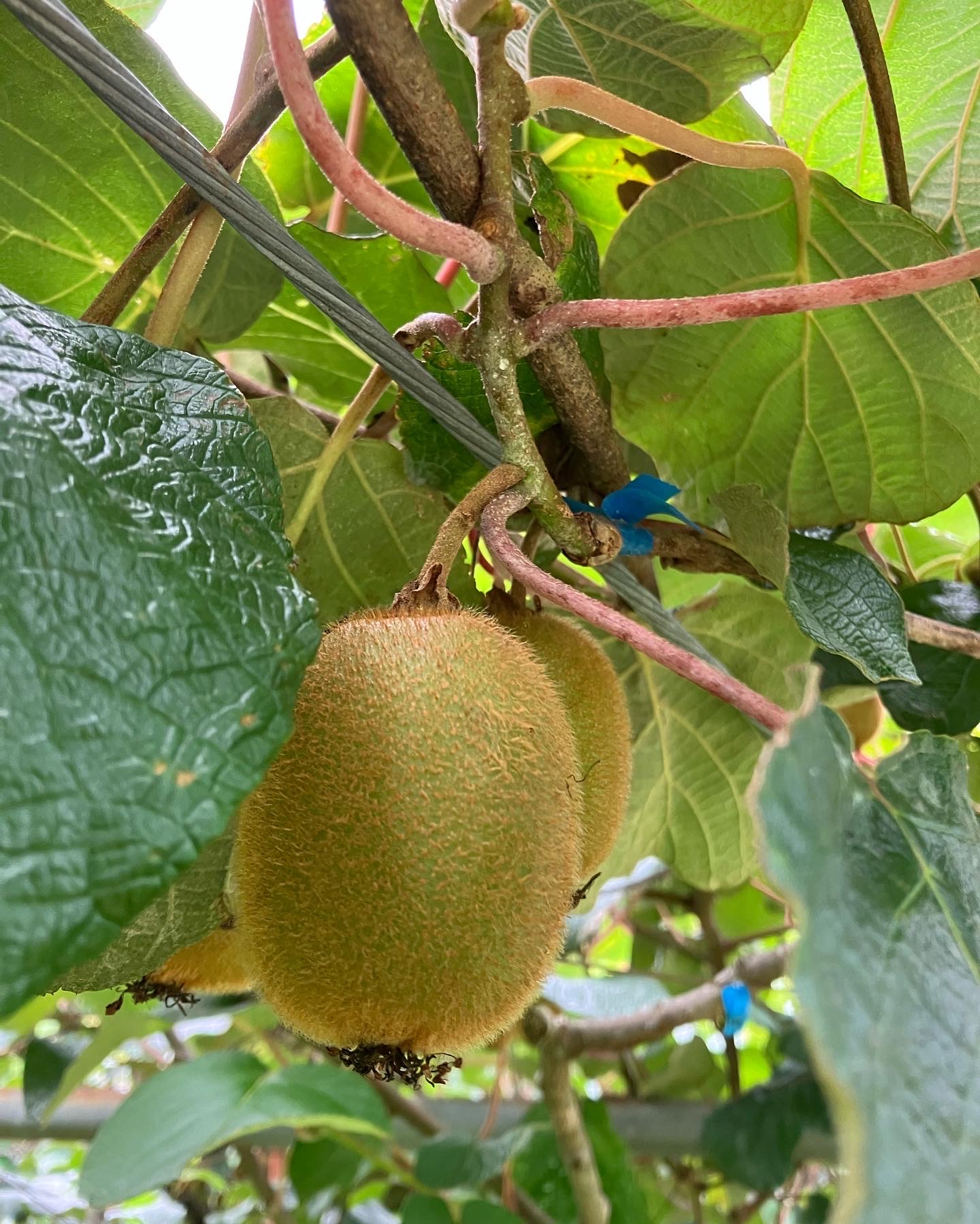 もう収穫時くらいの大きさに🥝