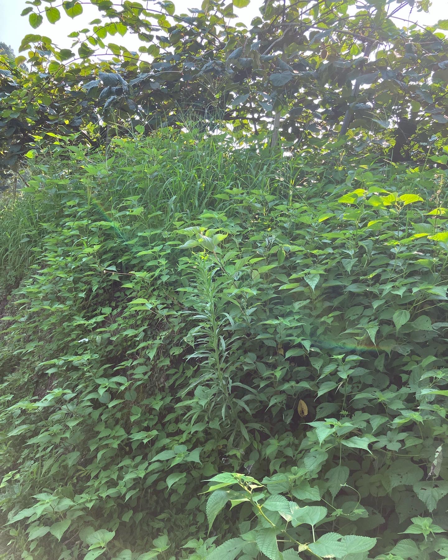 自分との闘い👩‍🌾💦