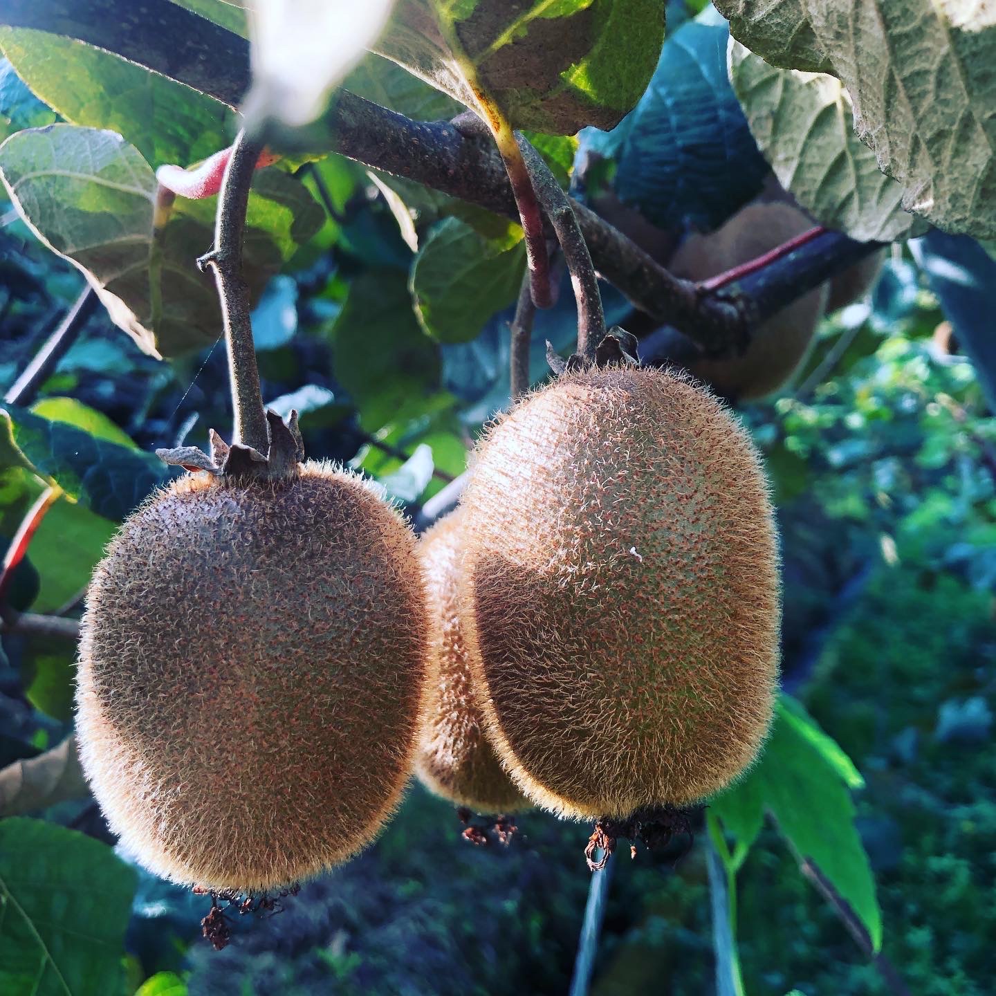気付くと間も無く収穫の時期に🥝