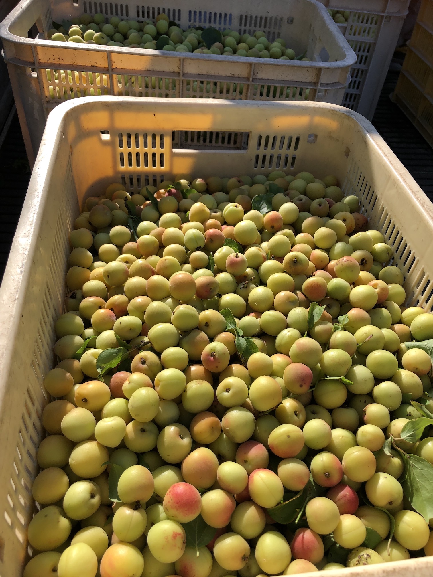 梅の販売スタート🧑‍🌾✨
