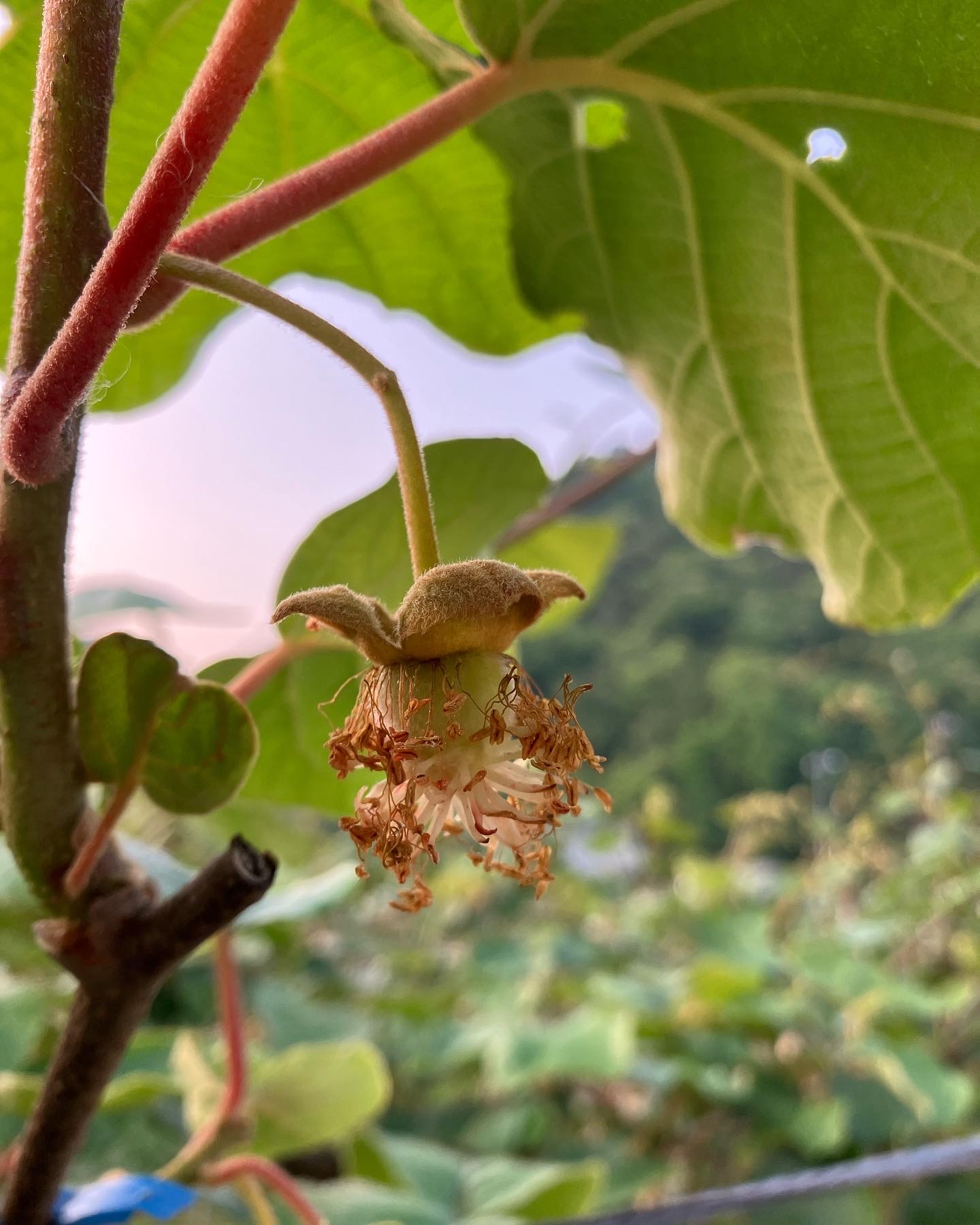 受粉から次のステージへ🥝