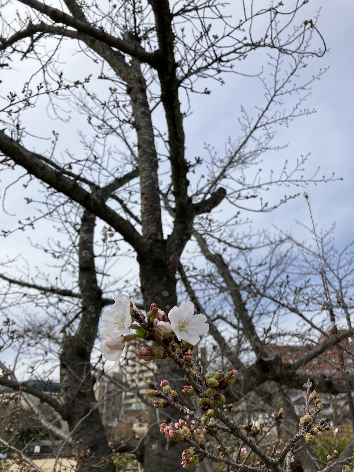 今年は桜も遅め🌸