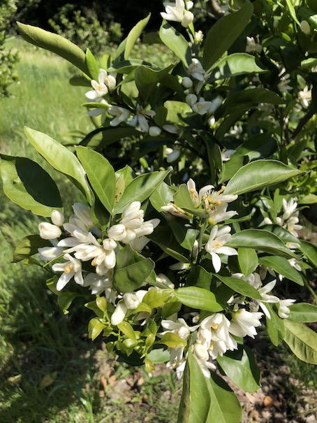 みかんの花が咲きました