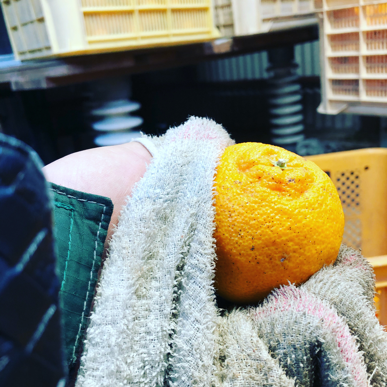 酸もいい感じに抜けてきました🧑‍🌾🍊