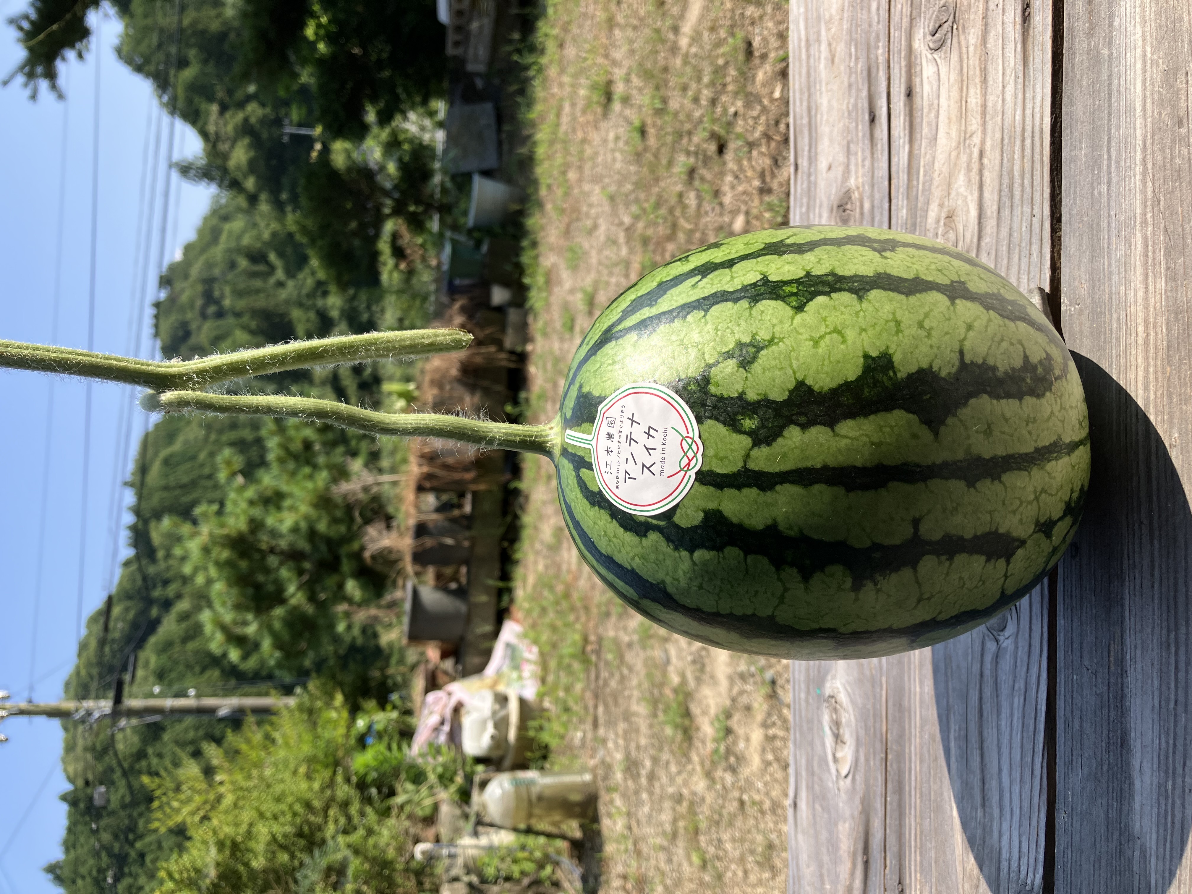 秋のアンテナスイカ販売開始🍉