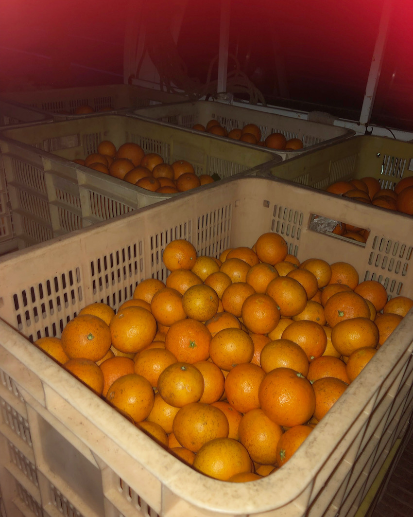 いよいよ始まりました🍊✨