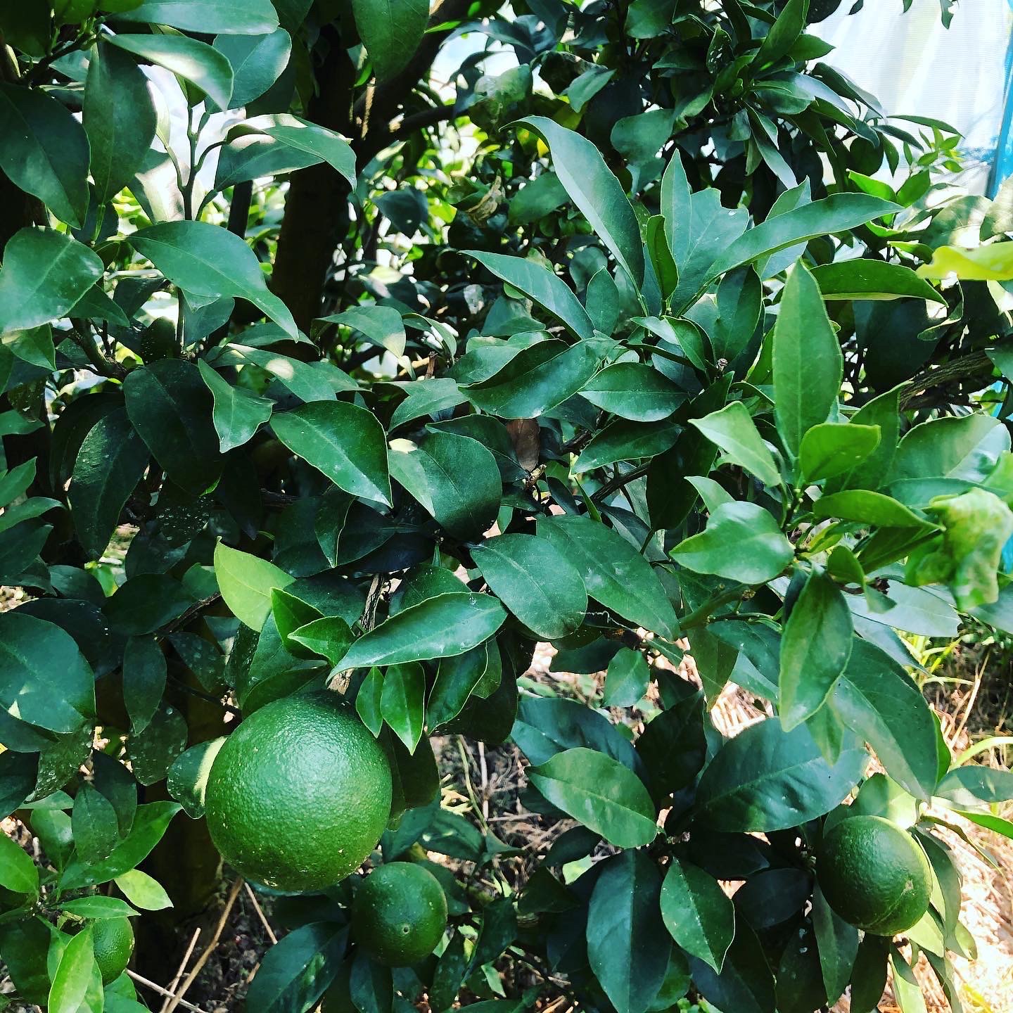 着実に大きくなってきてます🍊✨