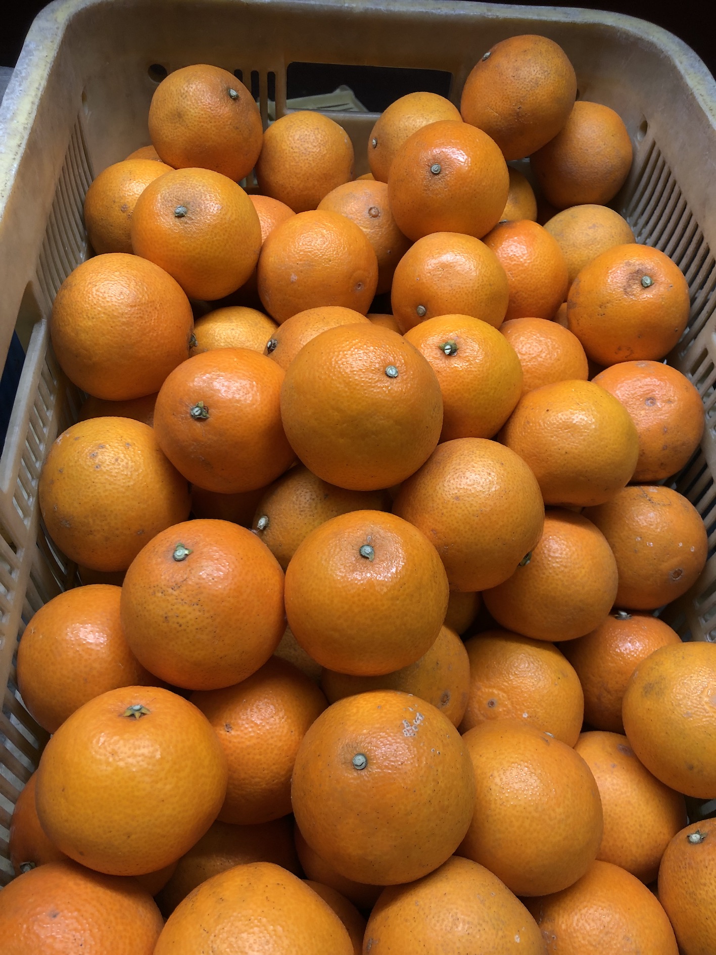こまどんなご好評頂いております🍊♪