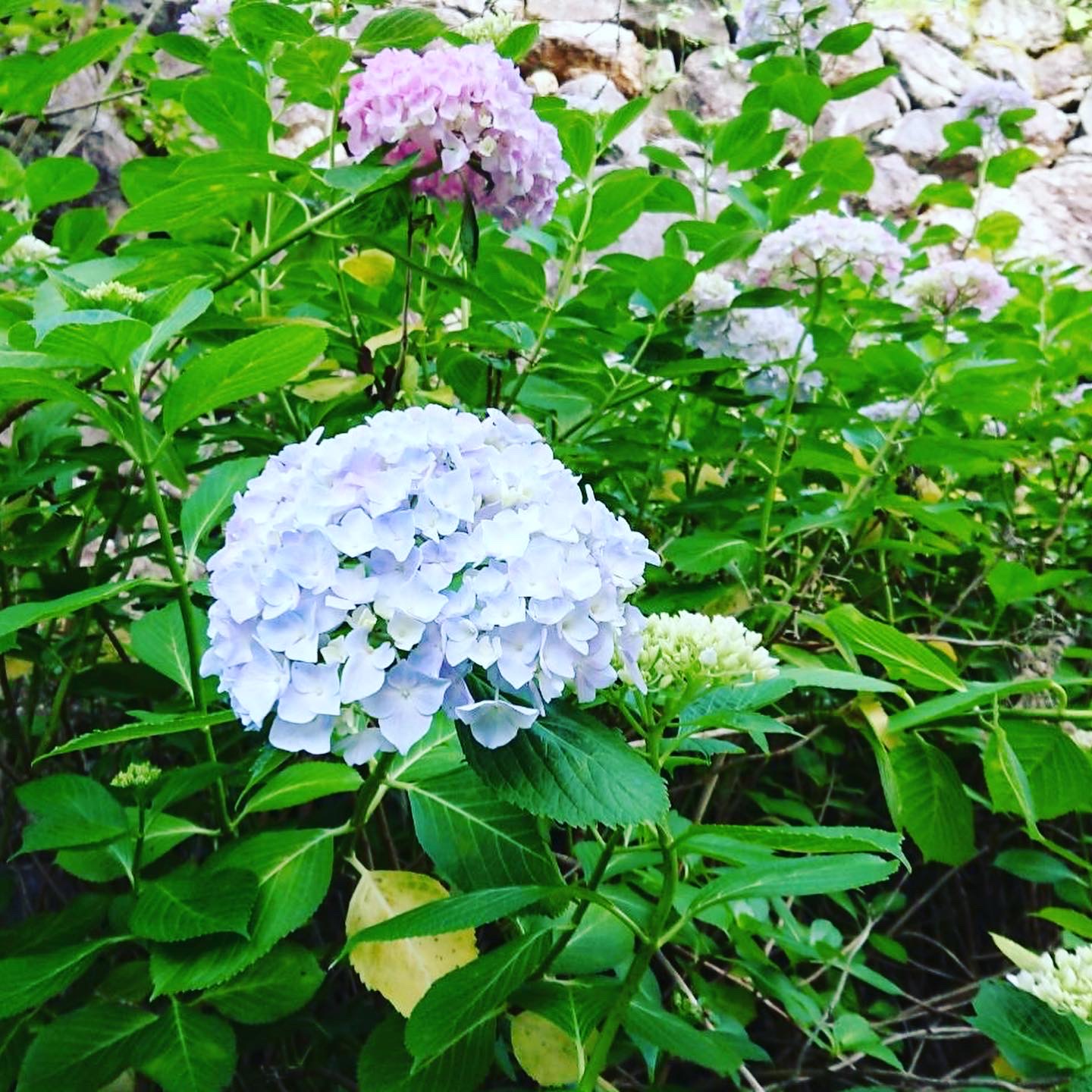 道端に咲いている紫陽花🌸✨