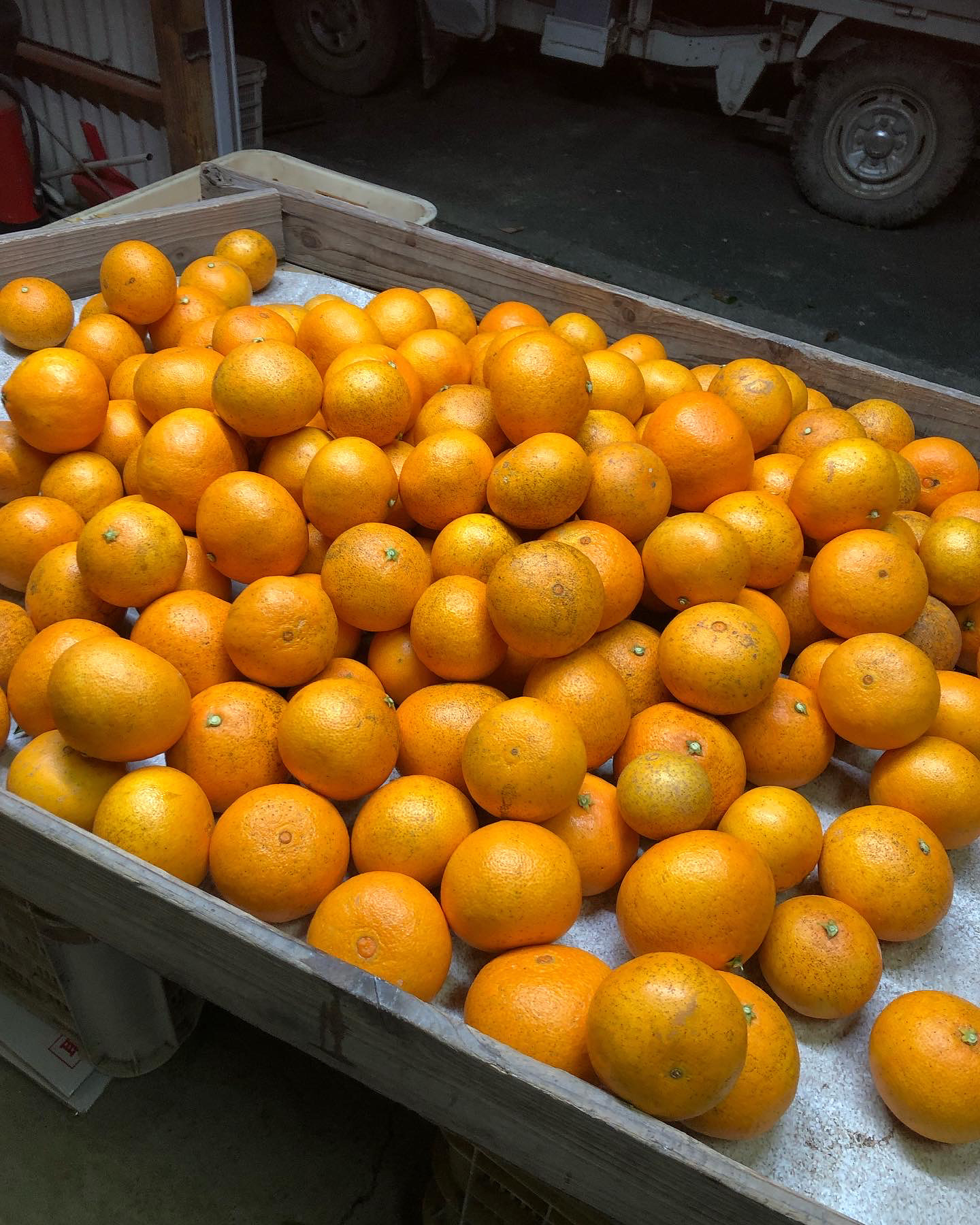 たくさんのお問い合わせありがとうございます🍊
