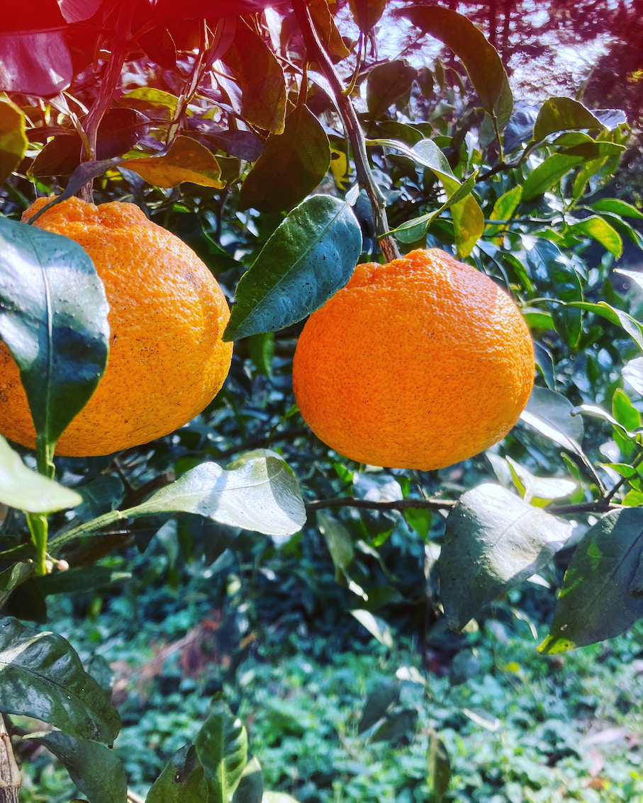 被害が広がりませんように🥺🍊