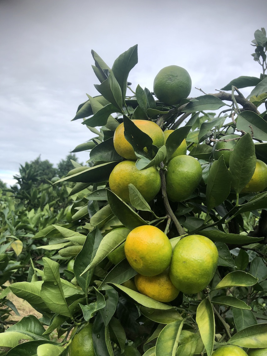 少しずつ色付いてきました🍊