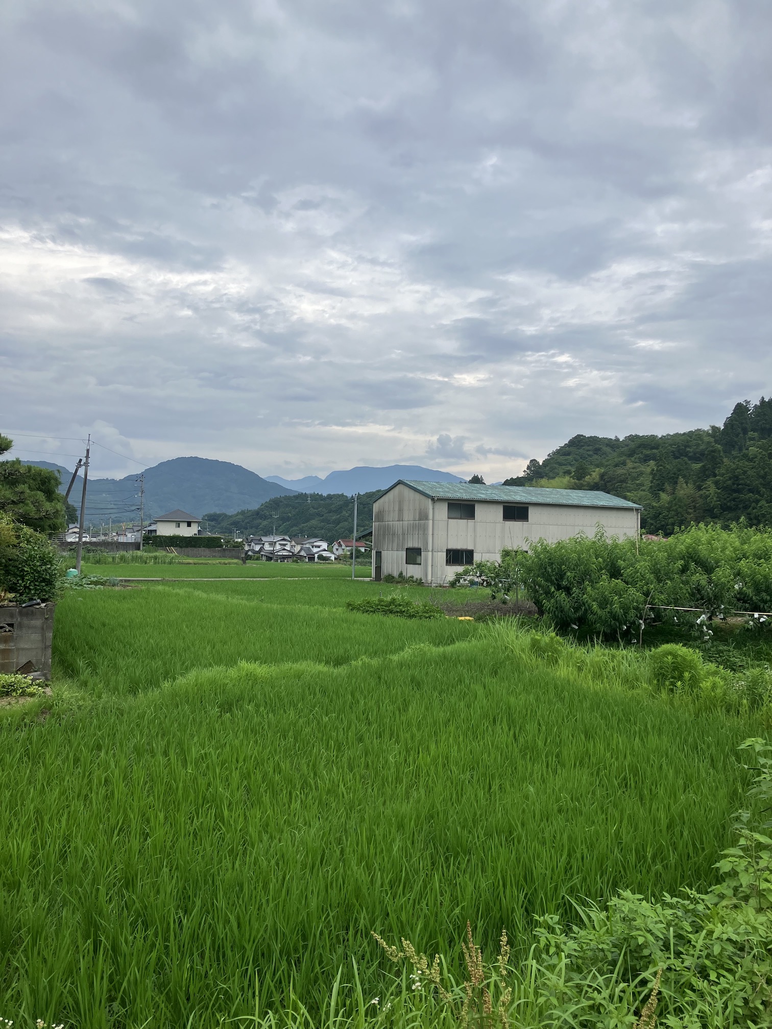 この時期だけの光景🧑‍🌾✨