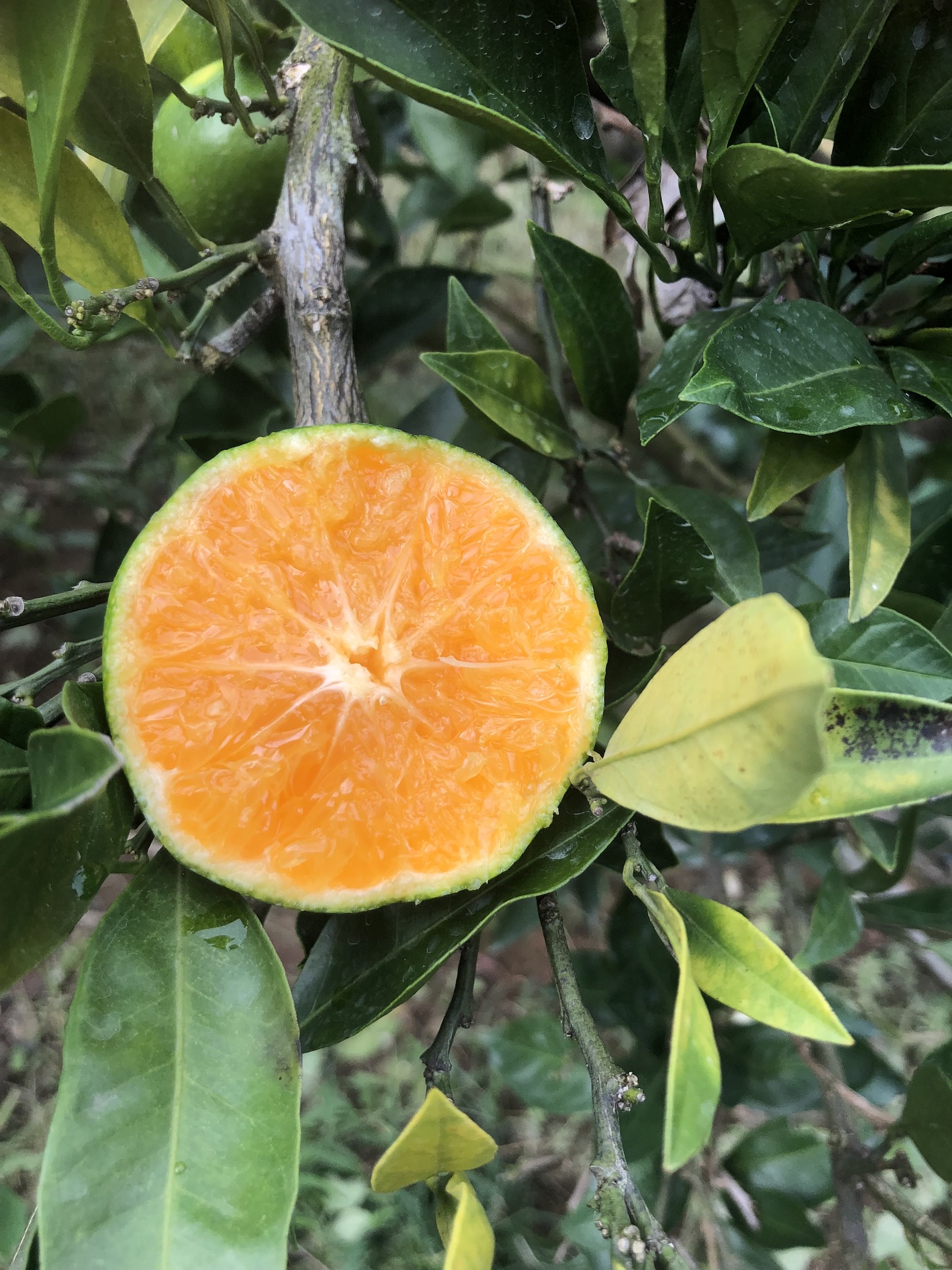 外見はまだ緑だけど🍊