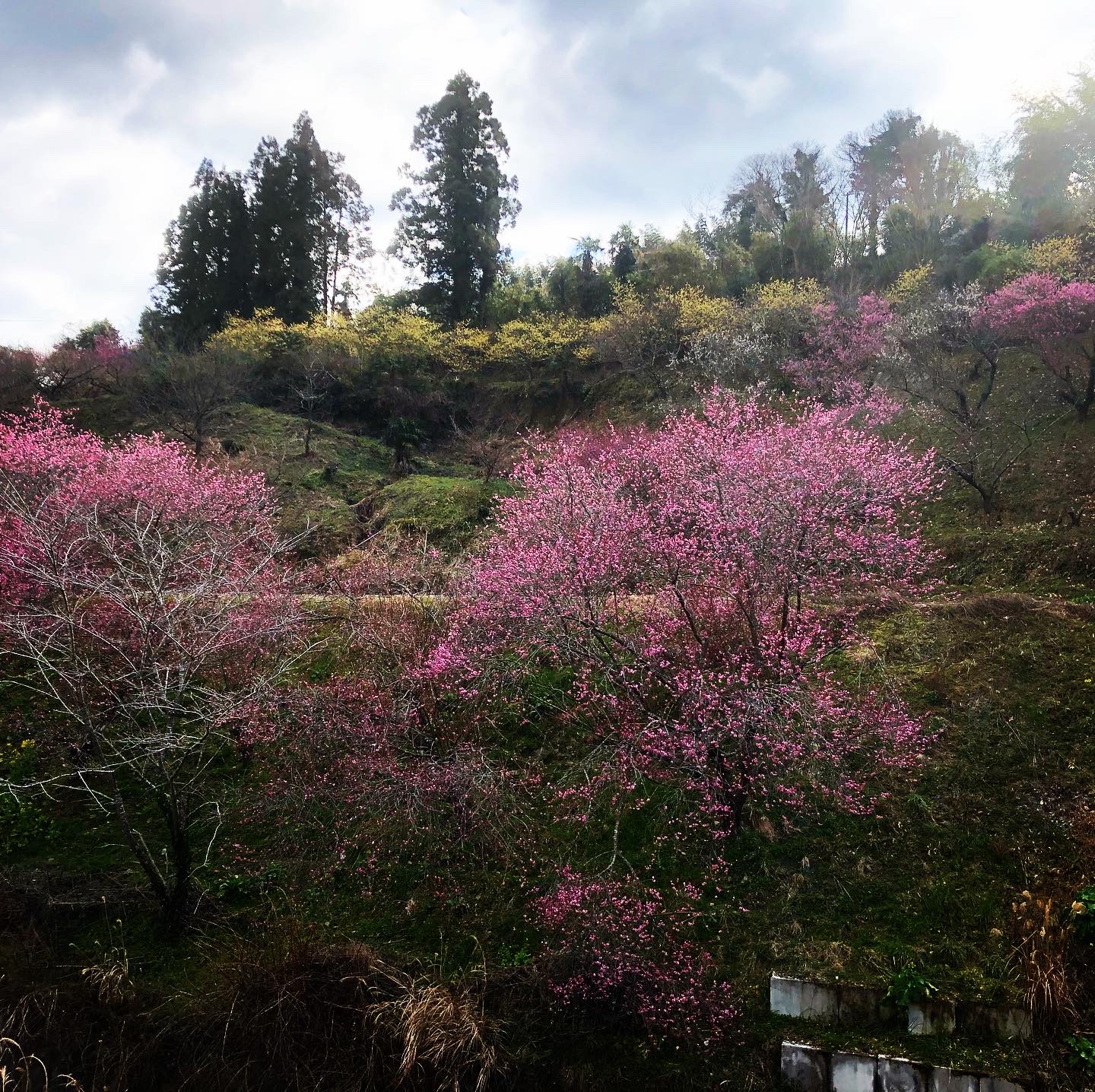 梅の花が綺麗に咲いています🌸