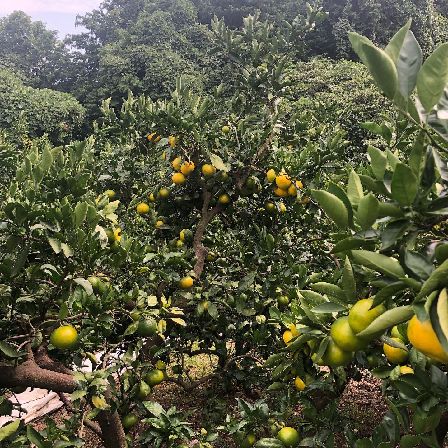 甘みものってきました