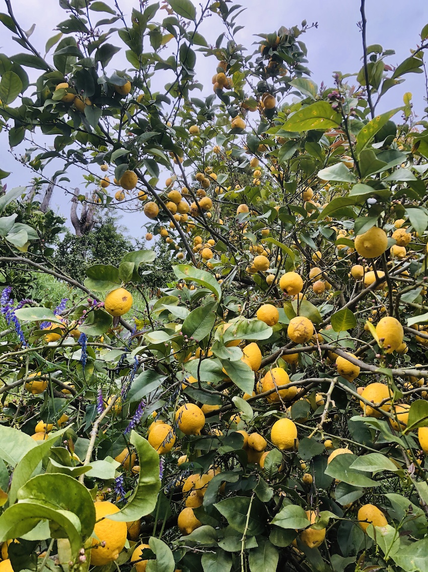 レモンも黄色く色付きました🍋