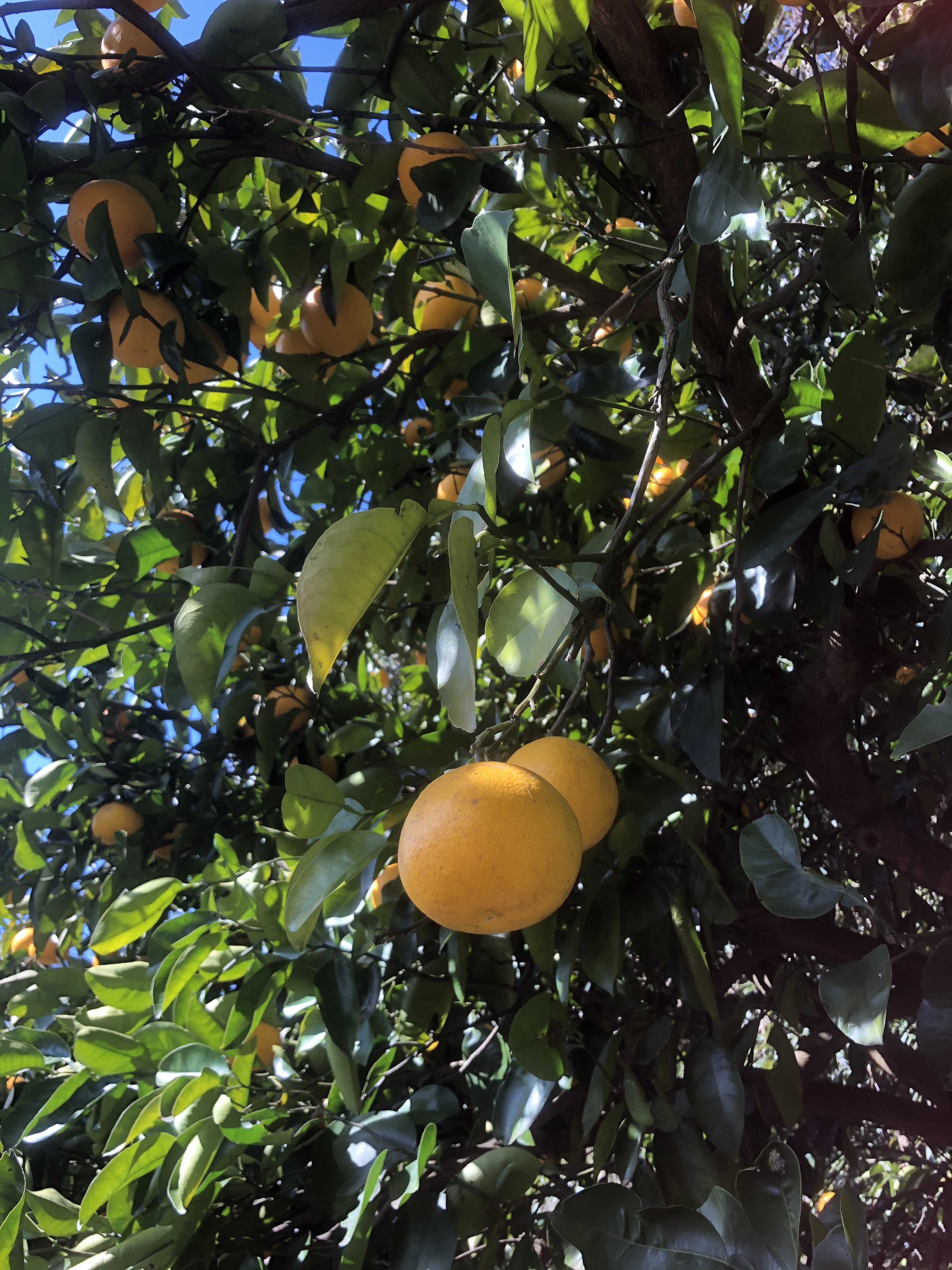 はっさくの販売開始致しました🍊