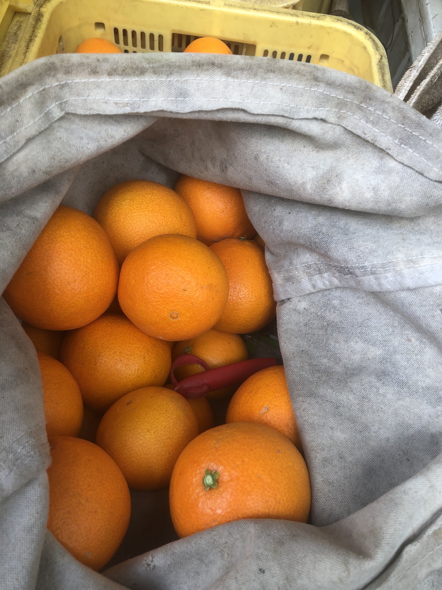 収穫は慎重に！🍊