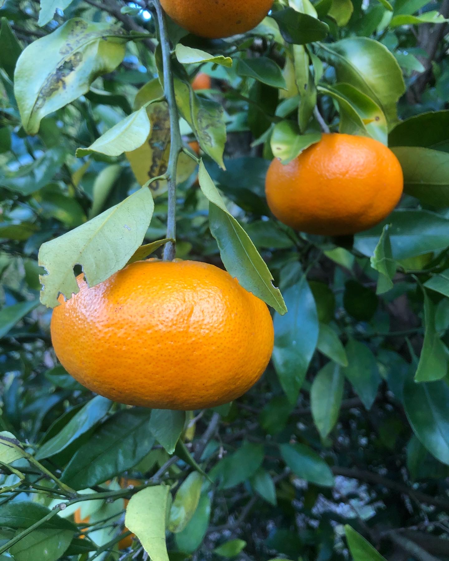 甘平ちゃん瞬殺でした🍊💦