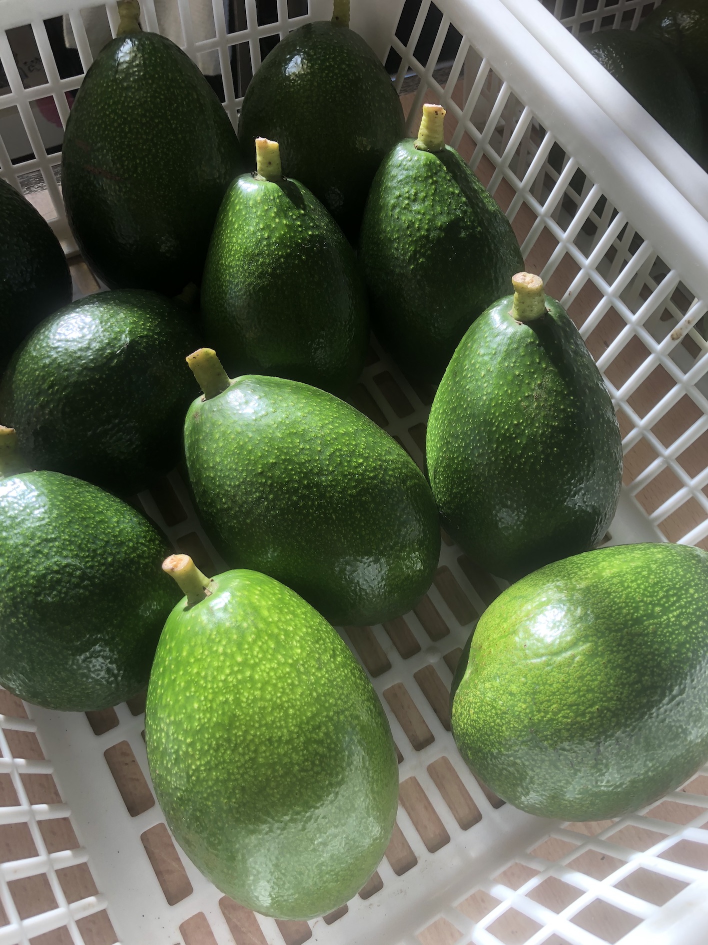 国産アボカド入荷致しました🥑