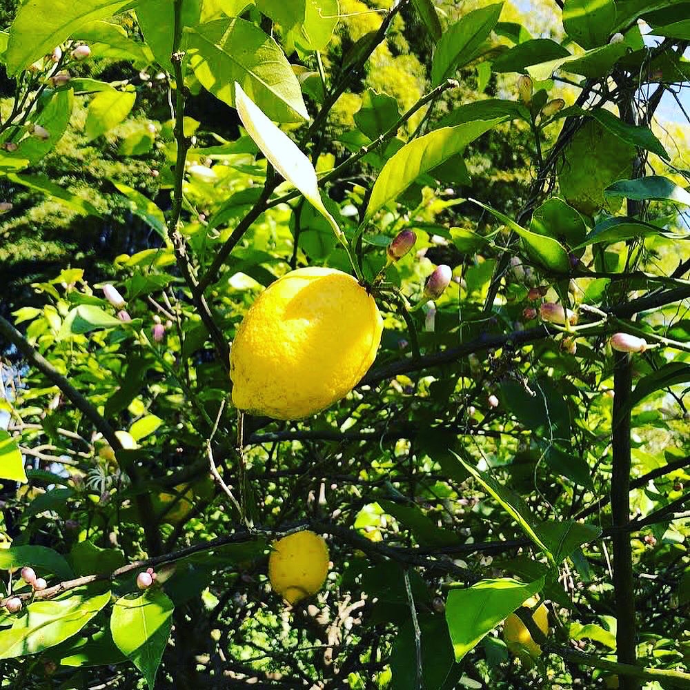 レモンも綺麗に色付きました🍋